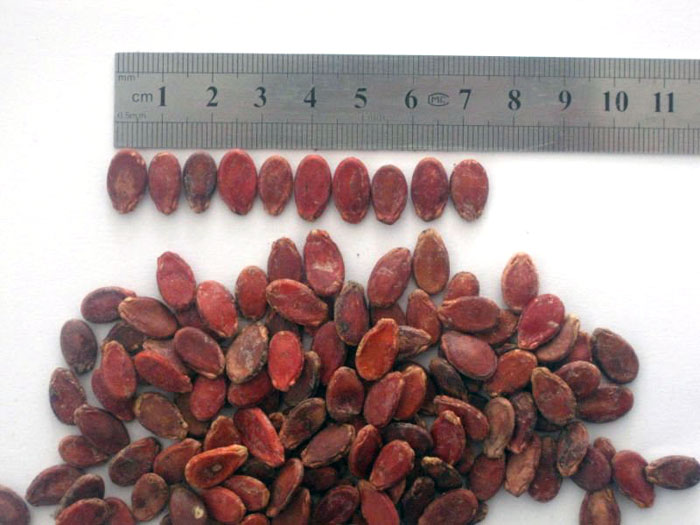  Red   Melon  Seed