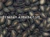 watermelon seed