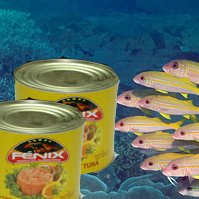 canned   yellowfin   tuna 
