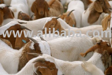 healthy boer goats