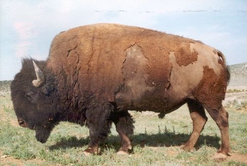 BULLS, PORK ,CHIKEN FOR SALE