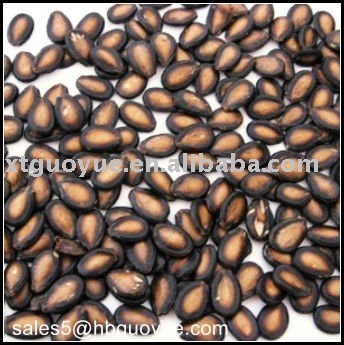 Chinese Water Melon seeds (New crop in 2010)