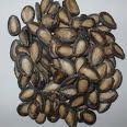 Melon Seeds