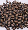melon seeds