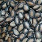 melon seed