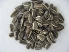 melon seed