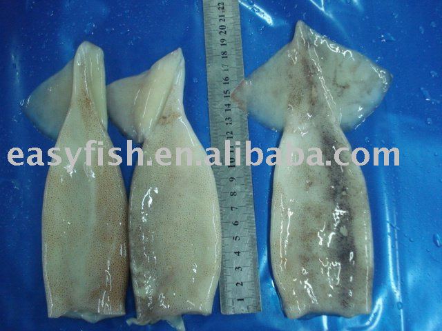 Frozen  squid   tube   block 