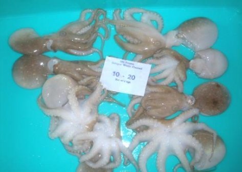 Frozen Octopus