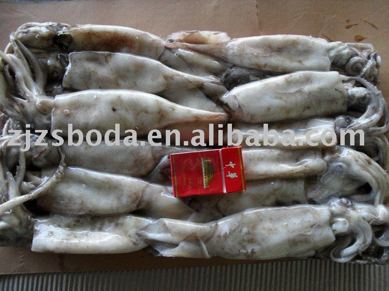 frozen squid 200-300g