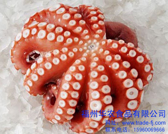 Frozen  whole   octopus 