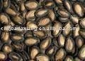 black watermelon seed