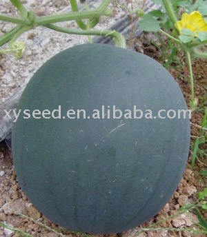 round shape black rind  seedless  watermelon  seed s