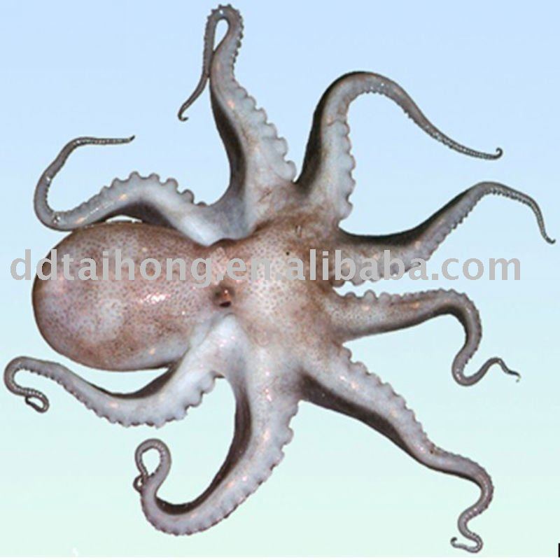 Frozen octopus