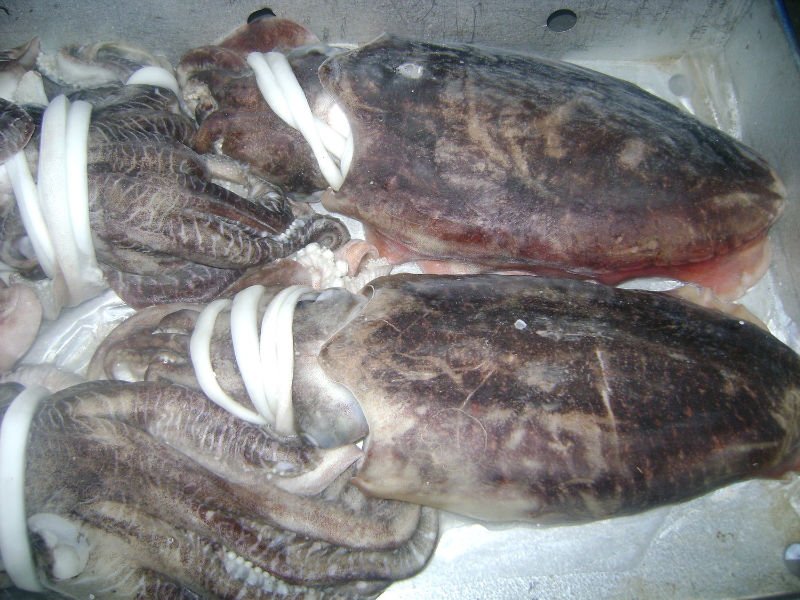 Frozen Cuttle Fish