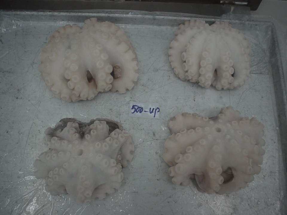  FROZEN   WHOLE   CLEAN ED  OCTOPUS  BIG SIZE