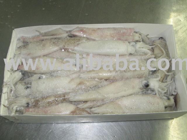  Frozen   Whole   Squid  (loligo gahi)
