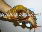  Giant   snail s