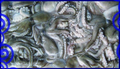 Frozen Octopus