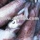 Frozen Loligo Squid