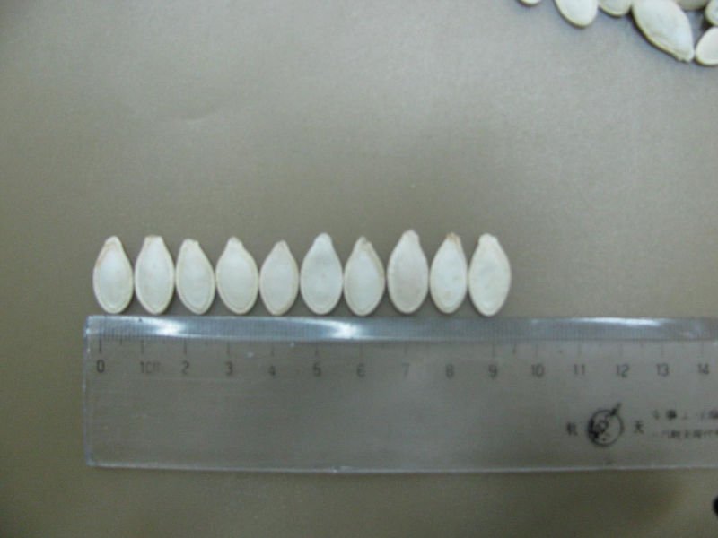 shine skin pumpkin seeds size 9mm