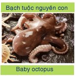 Frozen Whole Cleaned Baby Octopus