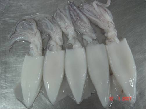 Squid (Loligo vulgaris)