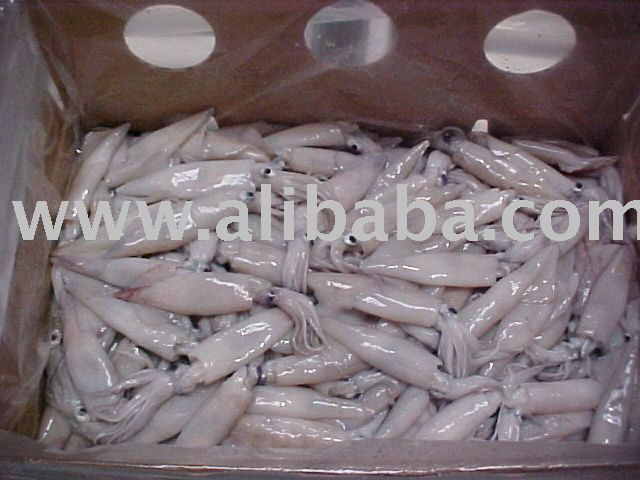  California   Squid  (Loligo Opalescens)