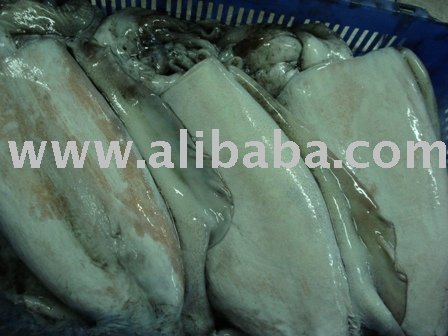 Cuttlefish Wr / Wc, Mackerel, Catfish Other Seafood From Yemen