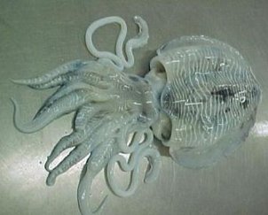  Whole   Round   Cuttlefish 
