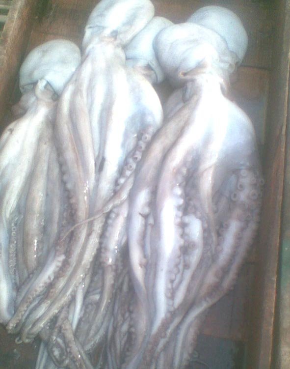 Octopus