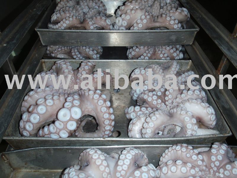 Octopus Vulgaris