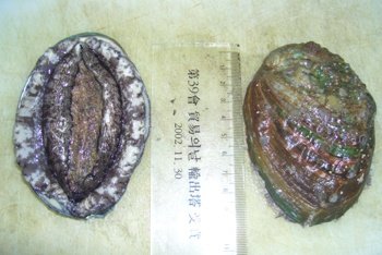 Korea  Abalone   Frozen  and Live