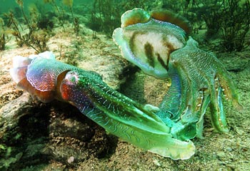 CUTTLEFISH