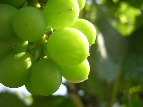 Green Raisin
