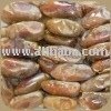 Shahni Wet  Dates   Iran 