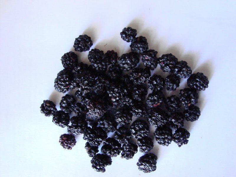 cultivated Blackberry