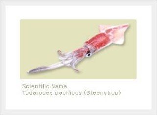 Squid