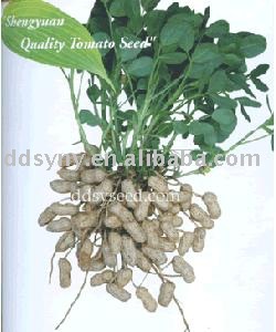 Peanut  seed ,Agricultural products