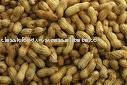 Indian Peanuts