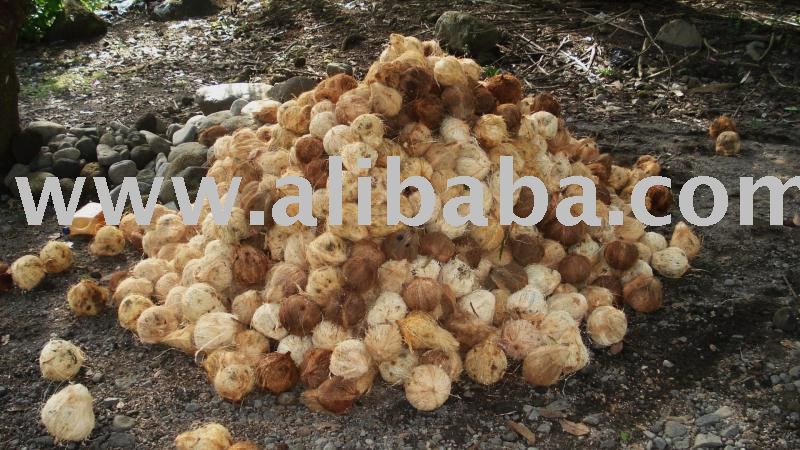  Dried   copra 