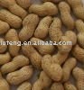  Raw   Shelled  Peanut