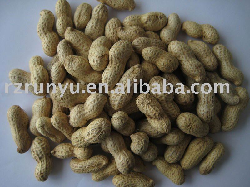 raw peanut in shell-Chinese peanut in shell