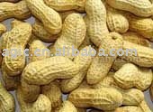 Peanut Roasted