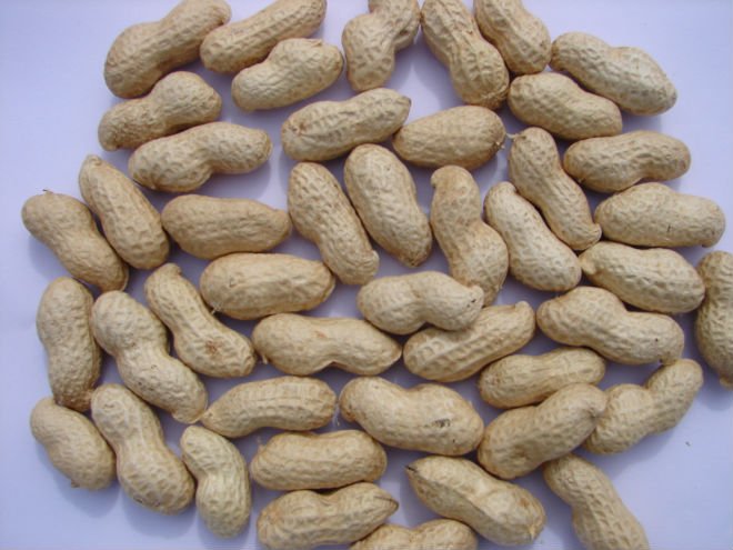 washed peanut in shell