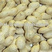 Roasted Peanuts In Shell
