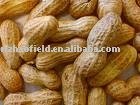 peanut in shell