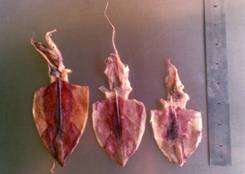 Dried squid skin-on