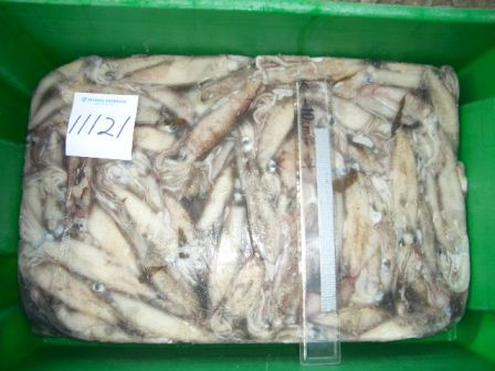  squid   california  loligo