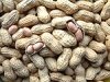peanut