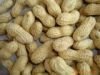Roasted peanut inshell 9/11 11/13